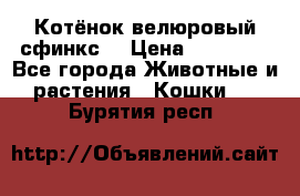 Котёнок велюровый сфинкс. › Цена ­ 15 000 - Все города Животные и растения » Кошки   . Бурятия респ.